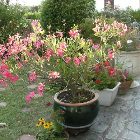 Les Roses Bed & Breakfast